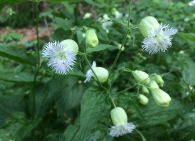 Silene fimbriata - medium image 4