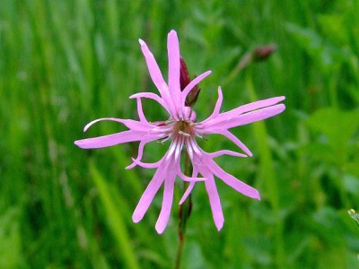 Silene flos-cuculi - medium image 4