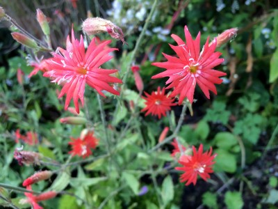 Silene laciniata 'Starburst' - medium image 4