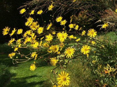 Silphium laciniatum - medium image 4