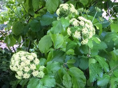 Smyrnium olusatrum - medium image 4