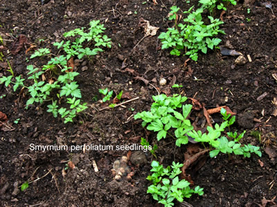 Smyrnium perfoliatum - medium image 4