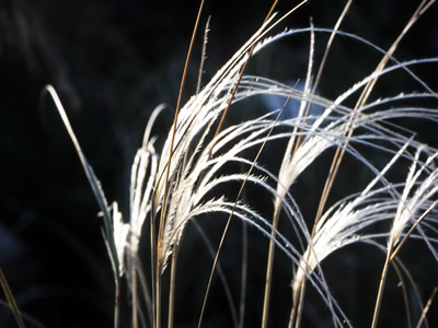 Stipa barbata - medium image 4