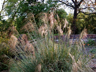 Stipa gigantea - medium image 4