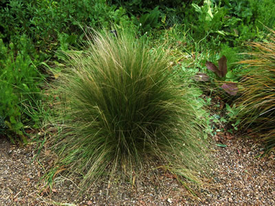 Stipa tenuissima - medium image 4