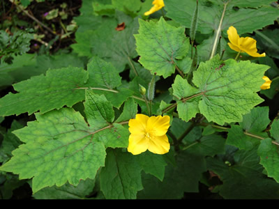 Stylophorum lasiocarpum - medium image 4