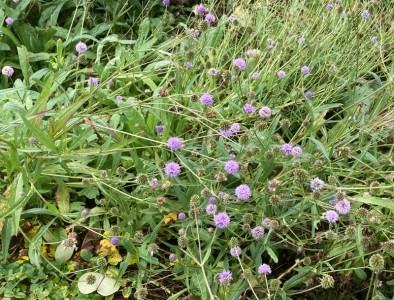 Succisella 'Frosted Pearls' - medium image 4