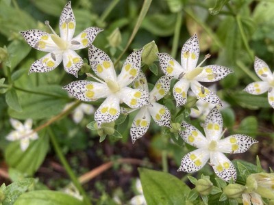 Swertia bimaculata - medium image 4