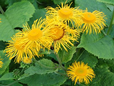 Telekia speciosa - medium image 4