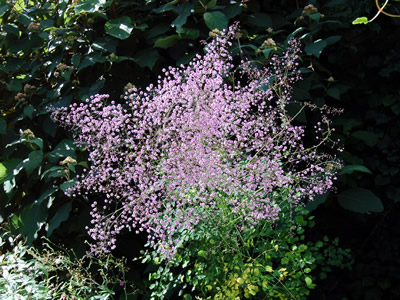 Thalictrum delavayi - medium image 4