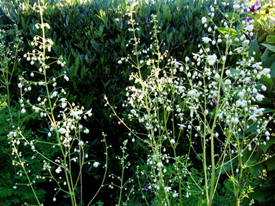 Thalictrum delavayi 'Album' - medium image 4