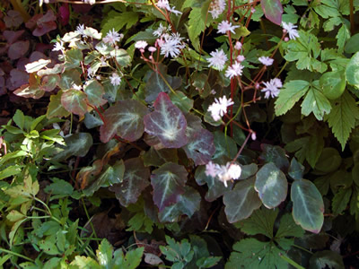 Thalictrum ichangengse - medium image 4