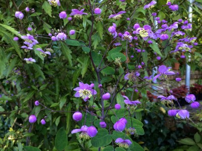 Thalictrum rochebrunianum AGM - medium image 4
