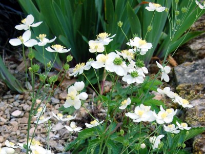 Thalictrum tuberosum - medium image 4