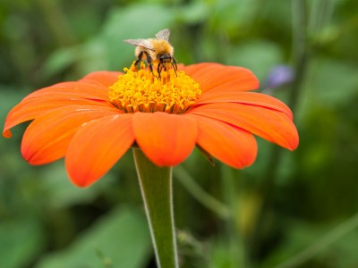 Tithonia rotundifolia - medium image 4