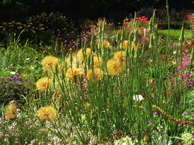 Tragopogon crocifolius - medium image 4