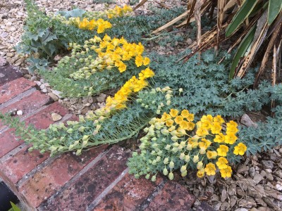 Tropaeolum polyphyllum - medium image 4