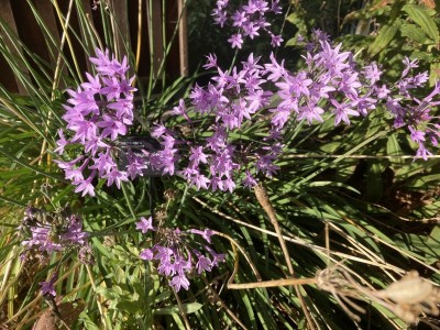 Tulbaghia violacea - medium image 4