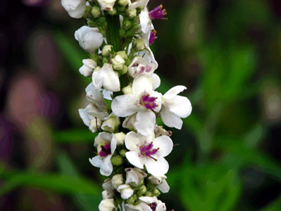 Verbascum chaixii 'Album' - medium image 4