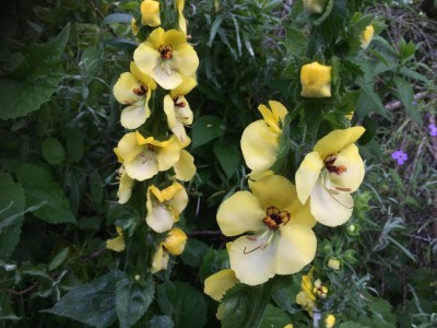 Verbascum creticum - medium image 4