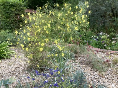 Verbascum roripifolium - medium image 4