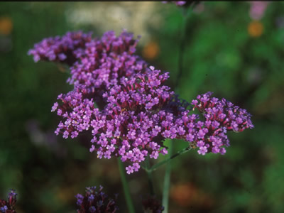 Verbena bonariensis - medium image 4