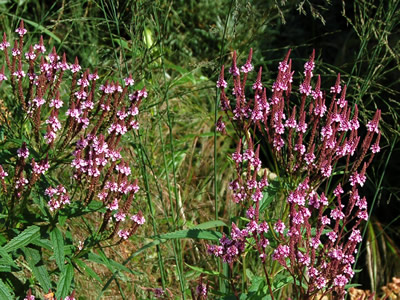 Verbena hastata 'Rosea' - medium image 4