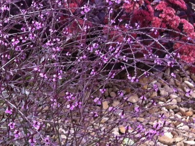Verbena officinalis 'Bampton' - medium image 4