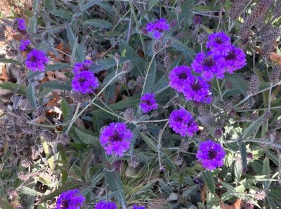 Verbena rigida - medium image 4