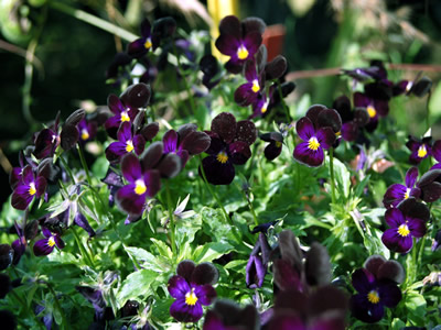 Viola 'Bowle's Black' - medium image 4
