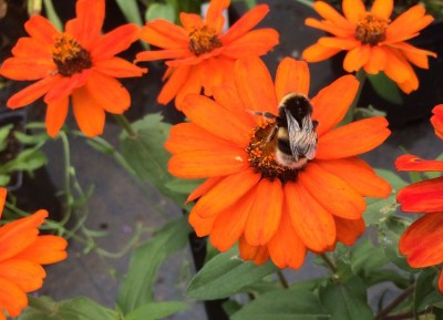 Zinnia marylandica 'Zahara Fire' - medium image 4