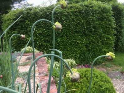 Allium obliquum - medium image 5