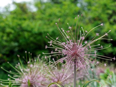 Allium schubertii - medium image 5