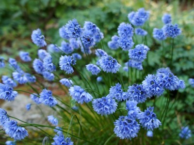 Allium sikkimense - medium image 5