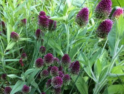 Allium sphaerocephalon - medium image 5