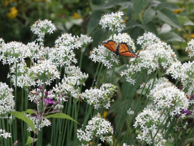 Allium tuberosum - medium image 5