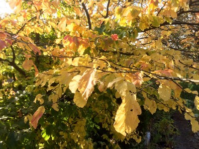 Amelanchier canadensis - medium image 5