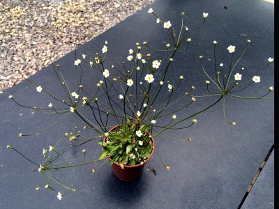 Androsace septentrionalis - medium image 5