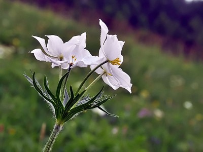 Anemone narcissiflora - medium image 5