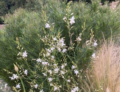 Anthericum ramosum - medium image 5