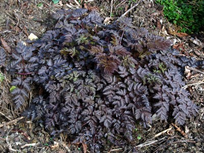 Anthriscus sylvestris 'Ravenswing' - medium image 5