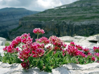 Anthyllis montana 'Rubra' AGM - medium image 5