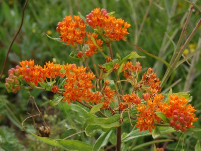 Asclepias tuberosa - medium image 5