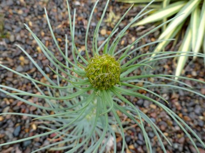 Asphodeline lutea - medium image 5