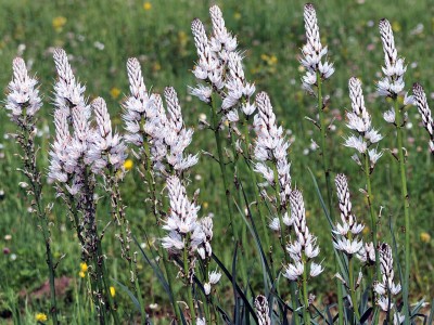 Asphodelus albus - medium image 5