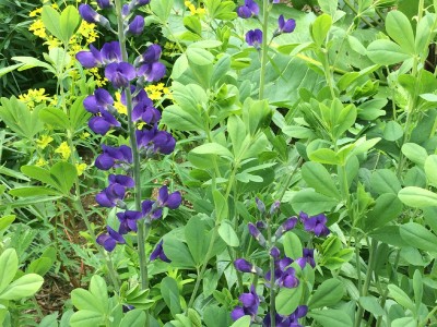 Baptisia australis - medium image 5