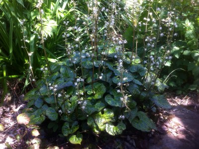 Beesia calthifolia - medium image 5