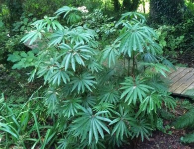 Begonia luxurians - medium image 5