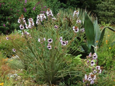 Berkheya purpurea - medium image 5