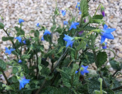 Borago pygmaea - medium image 5